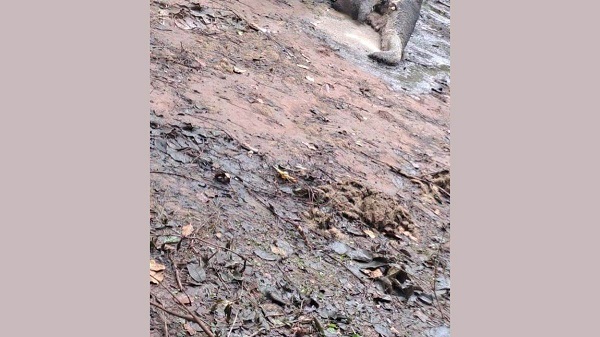 तालाब के दलदल में फंसकर हाथी शावक की मौत