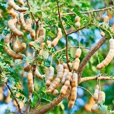 मेहनत कम और मुनाफा अधिक,करें इस पेड़ की खेती कुछ ही सालों में हो जाएंगे मालामाल