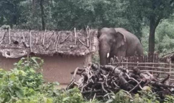 सूरजपुर में हाथियों का आंतक: घरों को तोड़ा, फसलें भी की बरबाद