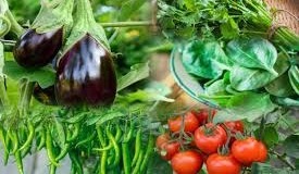 Mini Kitchen Farm Ideas:मिनी किचन फार्म से उगाएं मिर्च, टमाटर और पालक जैसी ताजी सब्जियां