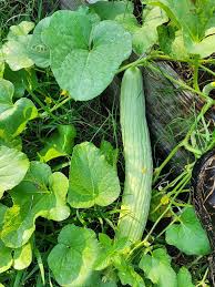 कम लागत, कम जोखिम और तगड़ा मुनाफा—गर्मी में बाजार में छाया ये कारोबार