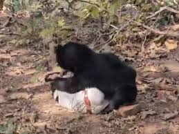 छत्तीसगढ़: भालू के हमले में पिता और बेटे की दर्दनाक मौत