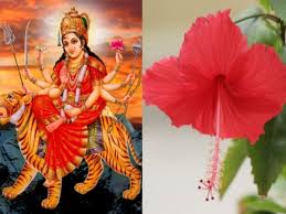  शारदीय नवरात्र में नौ देवियों को चढ़ाएं ये फूल,बरसेगी अंबे मां की कृपा 