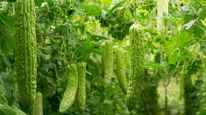  कम लागत में जबरदस्त मुनाफा,दिसंबर में करें इस औषधीय सब्जी की खेती