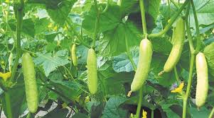 बंजर जमीन पर भी होगी बंपर कमाई: आज ही शुरू करें इस सब्जी की खेती