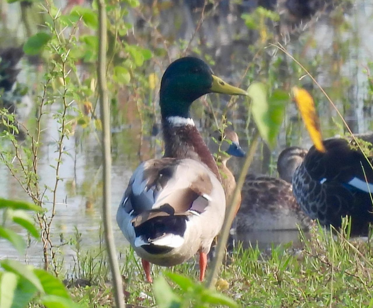 छत्तीसगढ़ की धरती पर पहली बार दिखा विदेशी पक्षी मलार्ड — बेमेतरा का गिधवा-परसदा बना अंतरराष्ट्रीय पक्षी आगमन स्थल