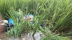 दर्दनाक हादसा : खेत में दवा छिड़कने गए 2 सगे भाइयों की करंट से मौत