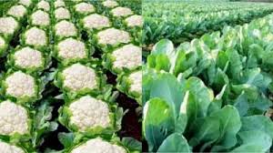 phool gobhi ki kheti:जानिए फूलगोभी की खेती कब और कैसे करें? जानें सफल खेती का तरीका