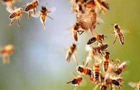 बालोद : बीएसपी माइंस में मधुमक्खियों का हमला, 11 कर्मचारी घायल