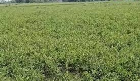 अश्वगंधा की खेती बनी सोने की खान,गेहूं-बाजरे को छोड़ किसान कमा रहे लाखों