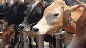 दिल दहला देने वाली खबर, अज्ञात वाहन ने सड़क पर बैठे मवेशियों को कुचला 