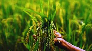 Paddy Farming Tips: धान की फसल में बाली निकलते समय भूलकर भी न करें ये गलती,नही तो पड़ेंगे लेने के देने 