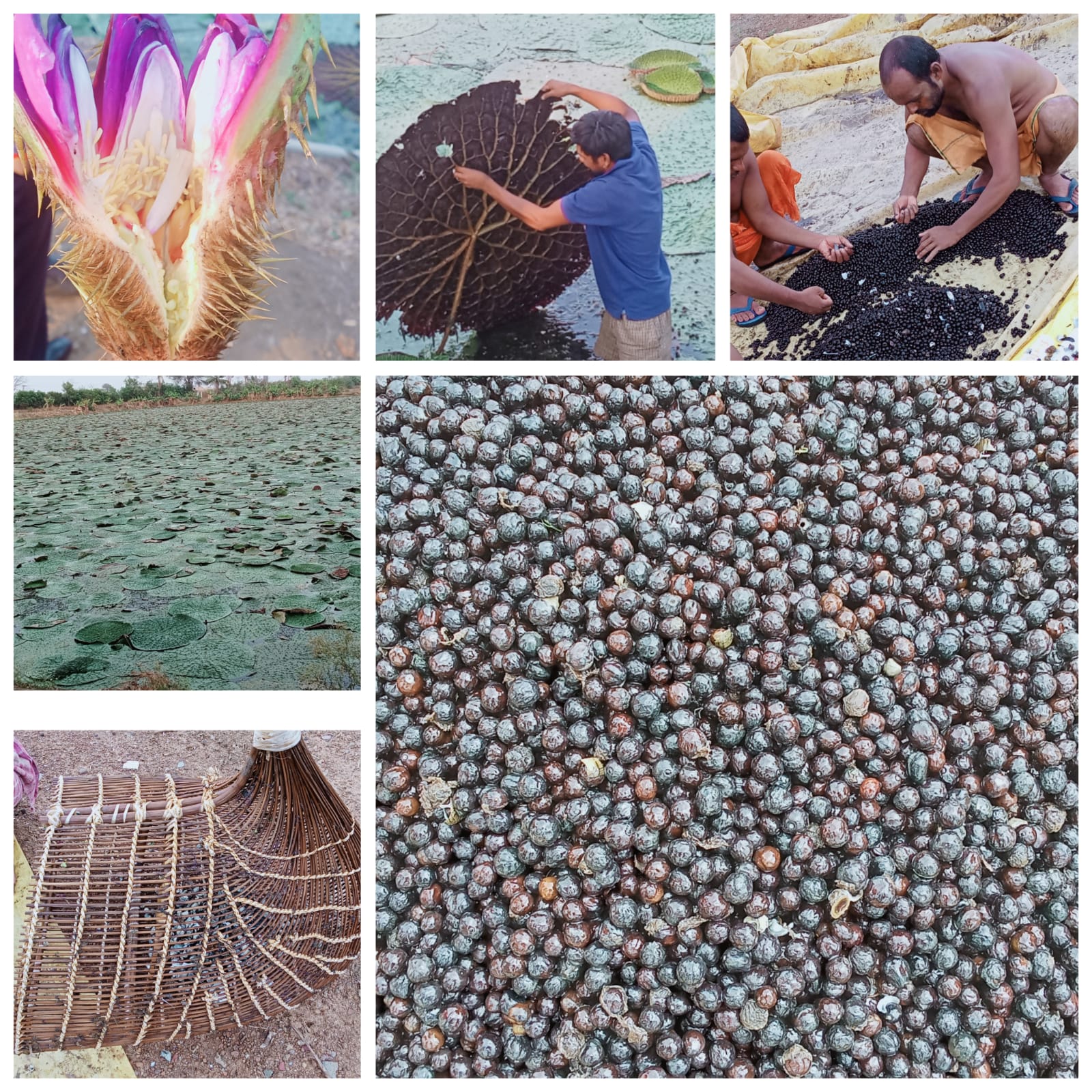 छत्तीसगढ़ में मखाना उत्पादन को प्रोत्साहन,योजना का तेजी के साथ हो रहा है क्रियान्वयन 