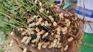 खाली खेत अब देंगे मुनाफा: गर्मी में मूंगफली की खेती से बढ़ेगी किसानों की आय