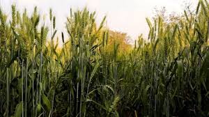 दिसंबर में बुवाई करें गेहूं की इन टॉप 3 वैरायटी की,मिलेगा बंपर पैदावार 