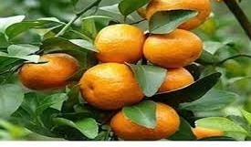 टेरेस पर ही मिलेगा रसीला, ताजा फल, बस अपना लें यह तकनीक