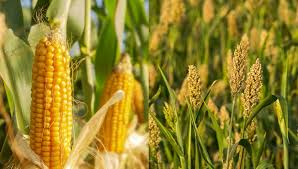 कम पढ़ाई, बड़ा दिमाग! एक खेत में तीन फसल उगाकर बना मिसाल