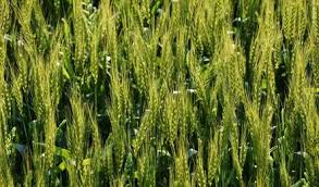 Agriculture News:गेहूं में कब करें यूरिया का छिड़काव? जानें एक्सपर्ट से 