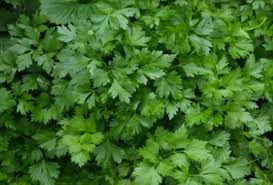 गर्मियों में  इस तरह करें धनिया की खेती,होगी बंपर कमाई