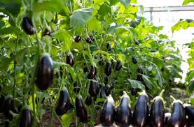  हर मौसम में मुनाफा देना वाला इस सब्जी की खेती से किसान कमाएंगे बंपर मुनाफा 