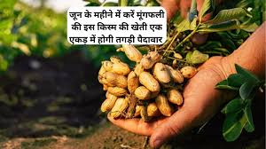जून में करें मूंगफली की इस किस्म की बुवाई,होगी बंपर कमाई 