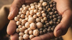 ये है चना की टॉप 3 किस्में,पैदावार 32 क्विंटल प्रति हेक्टेयर तक, जानें अन्य विशेषताएं