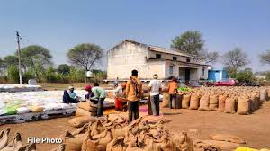 राजस्व विभाग की मिलीभगत! खेत में लगा है दलहन और किसान बेच रहा है धान