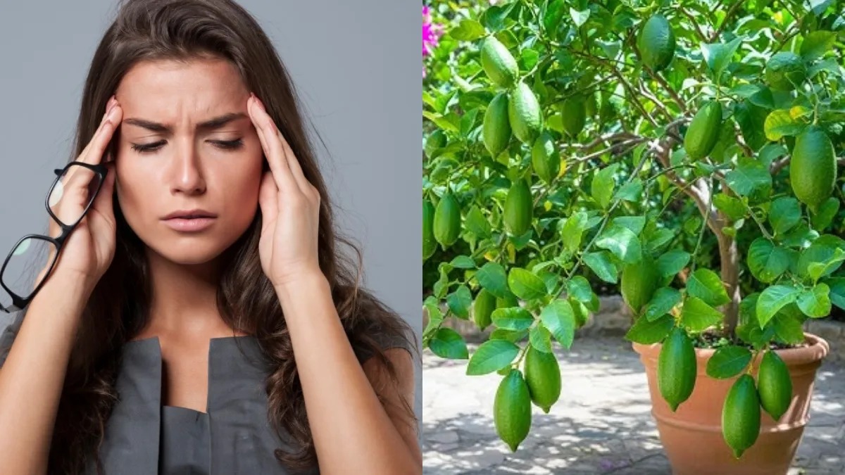 सिरदर्द से परेशान लोगों के लिए रामबाण, माइग्रेन में फायदेमंद हैं ये पत्तियां
