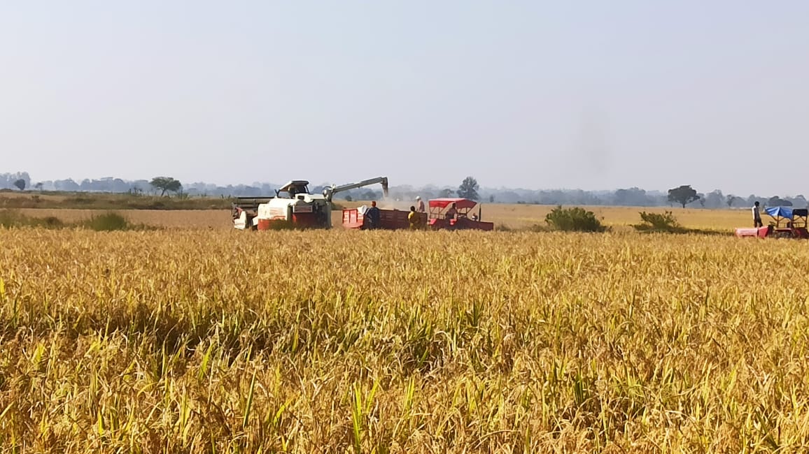 धान काटने मजदूरों की किल्लत -हार्वेस्टर मशीन के सहारे हो रही कटाई 