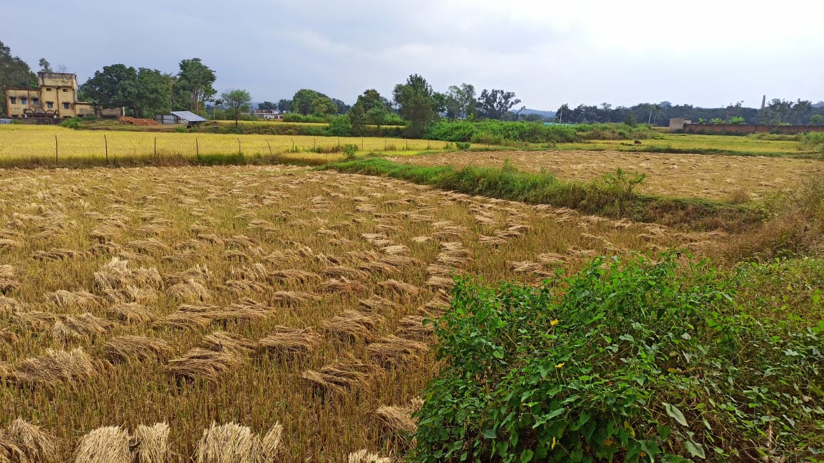 बेमौसम आवारा बादलों के बरसने से धान फसल कटाई मिसाई में आ रही अड़चने, किसान चिंतित 
