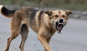 डॉग बाइट के बाद बढ़ा खतरा, रेबीज से महिला की मौत ने बढ़ाई चिंता