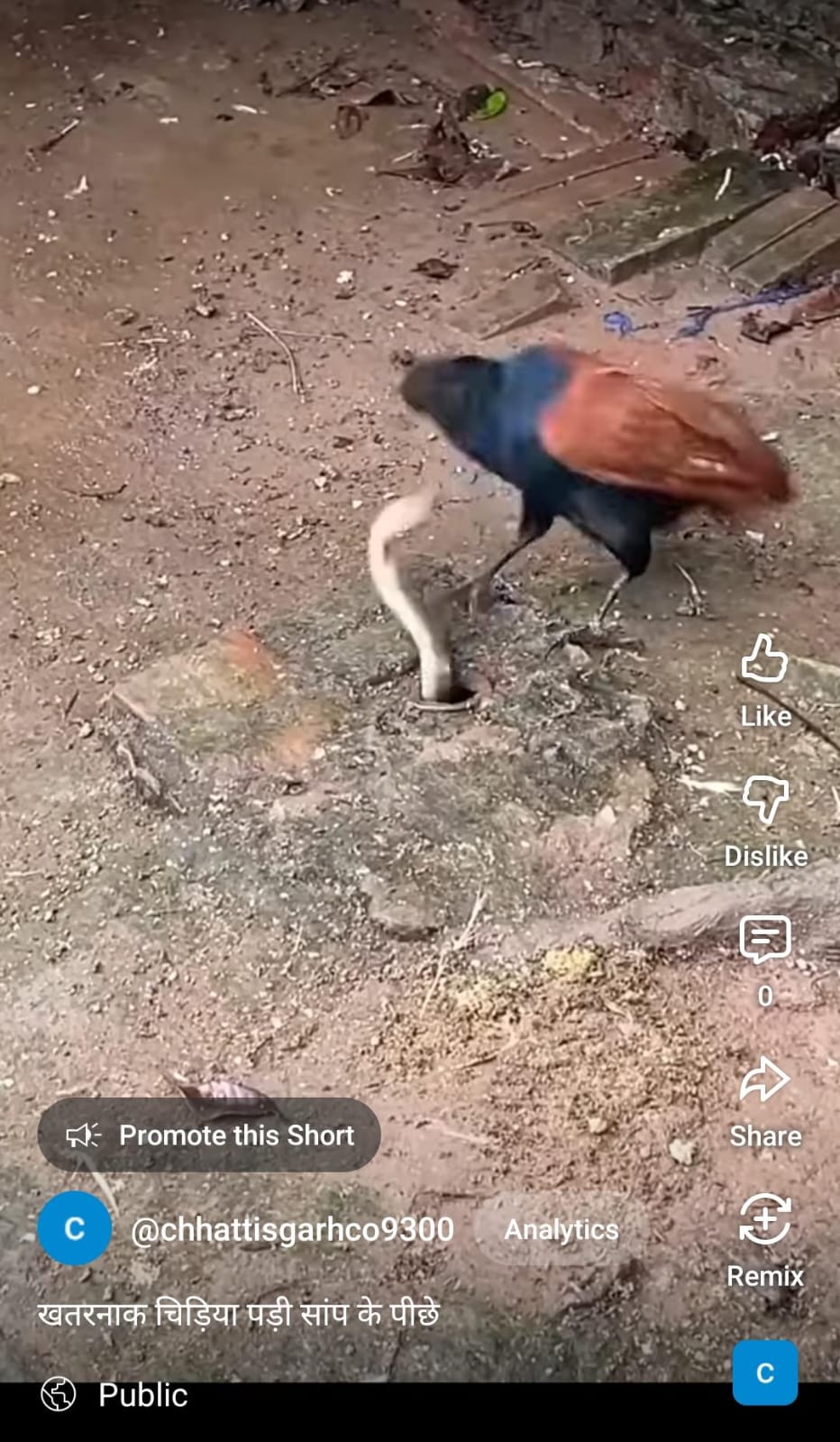 खतरनाक चिड़िया पड़ी सांप के पीछे