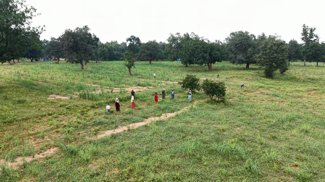 लेमनग्रास की खेती छोटे किसानों के लिए वरदान,एक बार लगाए गए पौधों से कई वर्षों तक मिलती है फसल