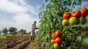 टमाटर की खेती से चमकी किसान की किस्मत,हो रही लाखों की कमाई