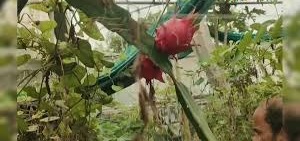 मल्टीलेवल फार्मिंग का कमाल, कम जमीन में ज्यादा मुनाफा कमा रहा किसान
