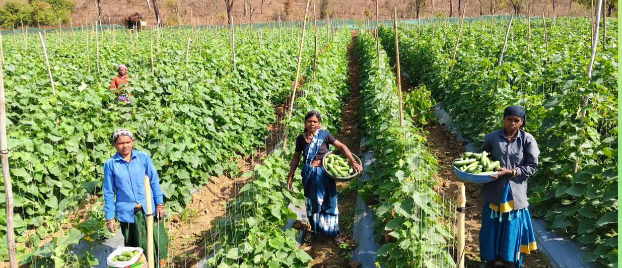 खीरा की खेती ने बदली सुभद्रा की जिंदगी,बिहान योजना से बनी लखपति दीदी