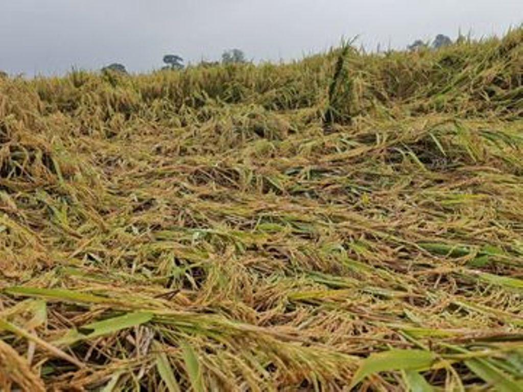 किसान सावधान: फसल नुकसान की सूचना 72 घंटे में दें, तभी मिलेगा बीमा का पूरा लाभ
