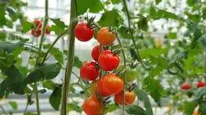 टमाटर की ये टॉप 5 वैरायटी देगी रिकॉर्ड तोड़ पैदावार,होगा बंपर मुनाफा 