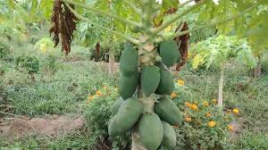  पपीता और टमाटर की खेती ने बदली किसान की तकदीर,कमा रहे लाखों  