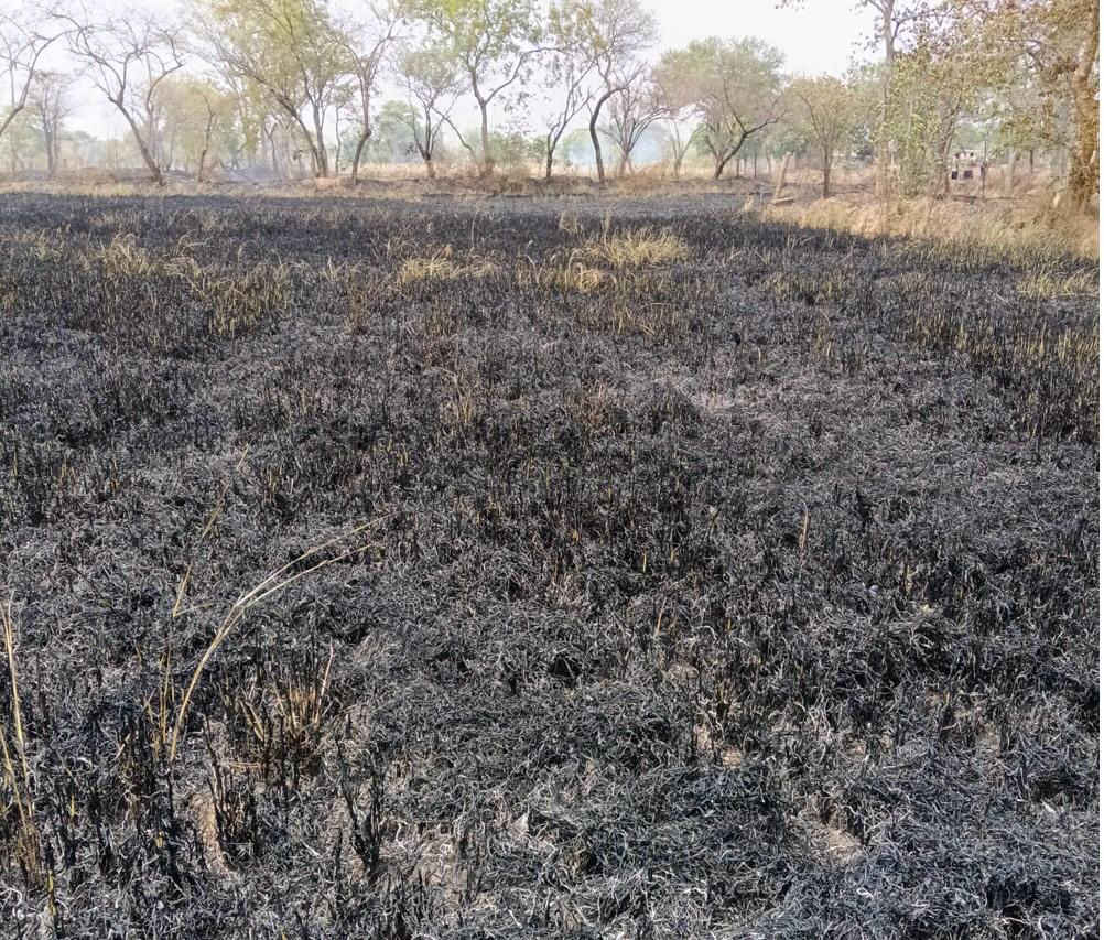 खड़ी धान फसल में लगी आग, किसान की मेहनत राख