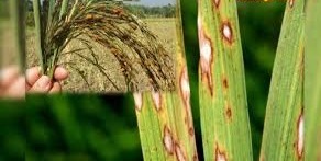 Paddy Crop Protection Tips: धान को झुलसा रहा ये रोग,! पत्तियों से बालियों तक फैल रहा खतरा,ऐसे करें बचाव  