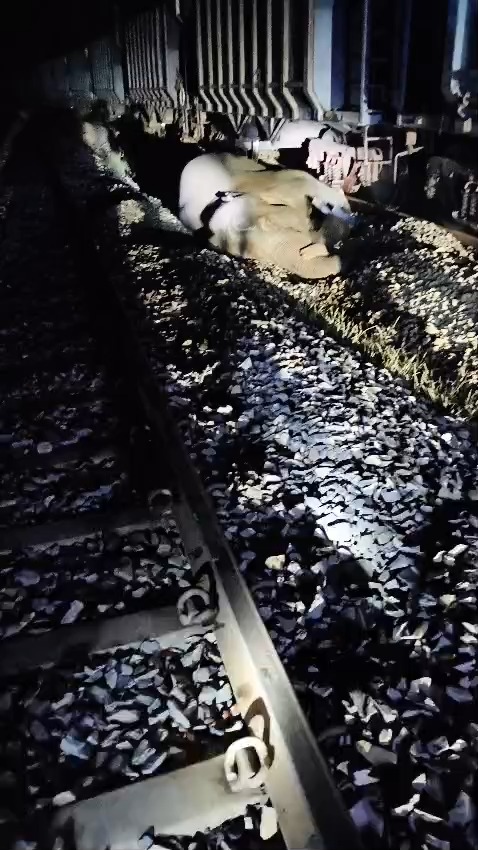 रायगढ़ में मालगाड़ी की चपेट में आई हथिनी की मौत, शव के पास डटा रहा हाथियों का पूरा झुंड