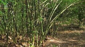 Agriculture News:खेत के मेड़ पर लगाए ये पेड़ और कमाएं लाखों 