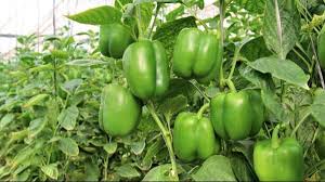 किसानों के लिए सुनहरा मौका: शिमला मिर्च की खेती से बढ़ेगी कमाई, जानें तरीका