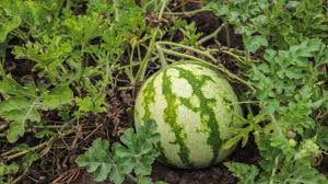 सर्दी में करें तरबूज की खेती,अप्रैल–मई में होगी तगड़ी कमाई 