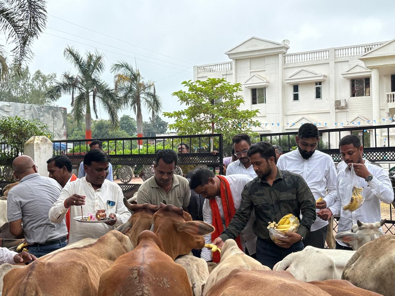 नगर पालिका अध्यक्ष ने गौमाता का पूजा कर, नगर पालिका में कराया प्रवेश