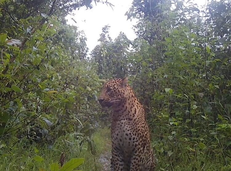 धमतरी के जंगलों में सूखे तालाब, पानी के लिए भटक रहे वन्य प्राणी