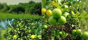 कम लागत में होगा अधिक मुनाफा,किसानों के लिए सोने जैसा पौधा है बारहमासी नींबू, सालभर दे रहा मुनाफा