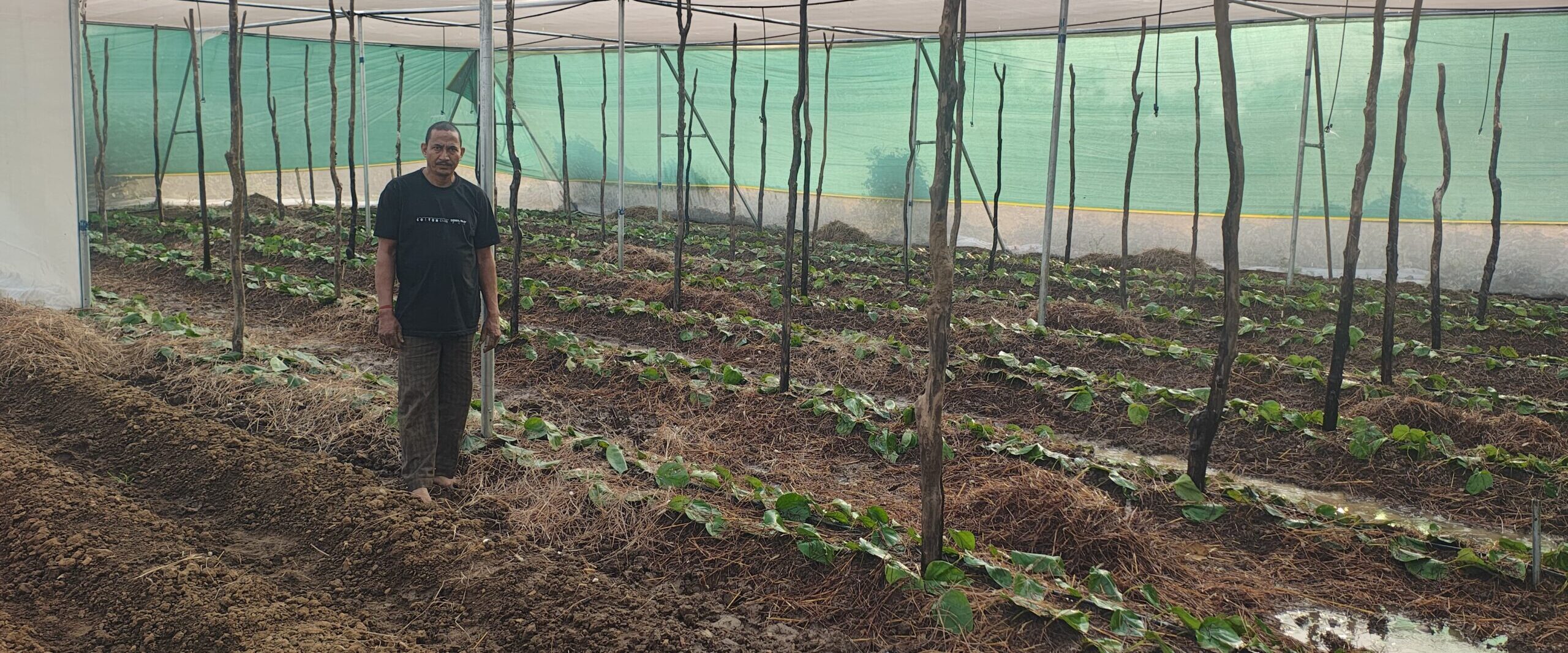 पान की विलुप्त होती खेती को नया जीवन,छुईखदान में पान अनुसंधान केन्द्र की स्थापना