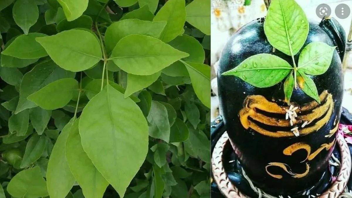 सावन में भूलकर भी इस दिन न तोड़ें बेलपत्र! जानिए भगवान शिव की पूजा के सही नियम